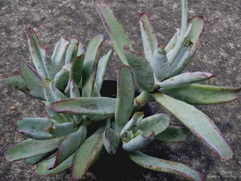 Cotiledón orbiculata var.  oblonga 'Pulpo' también conocido como Cotyledon orbiculata 'Pulpo'