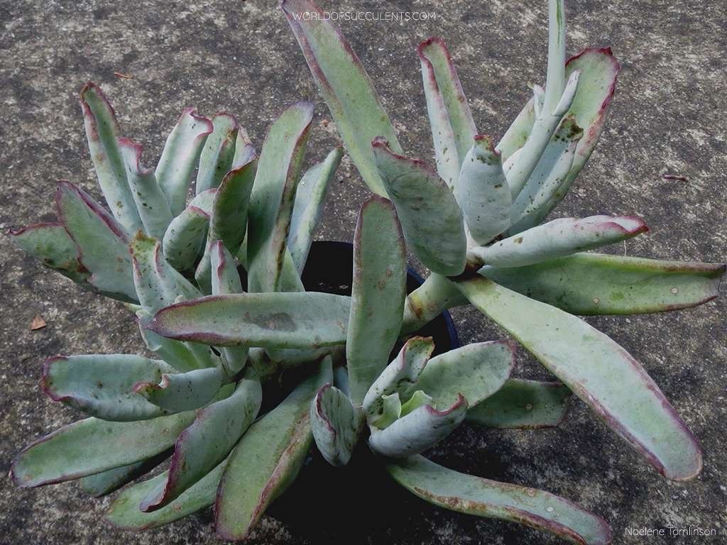 Cotiledón orbiculata var.  oblonga 'Pulpo' también conocido como Cotyledon orbiculata 'Pulpo'
