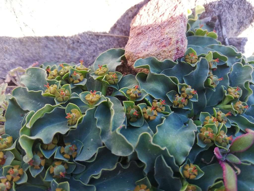 Euphorbia tuberosa (Tuber Milkball) en flor