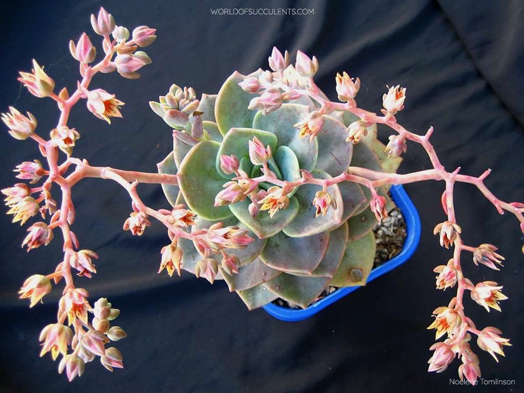 Graptoveria 'Albert Baynes' en flor