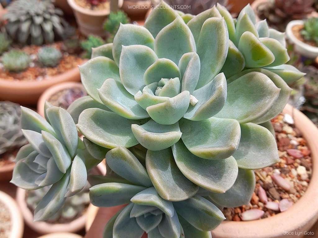 Graptoveria 'Fantomo'