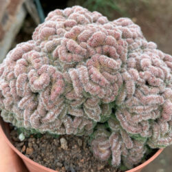 Mammillaria compressa 'Yokan' - Plantas-Flores-Cactus 2023