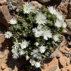 Trichodiadema mirabile, comúnmente conocido como White Vygie.  Planta en flor.