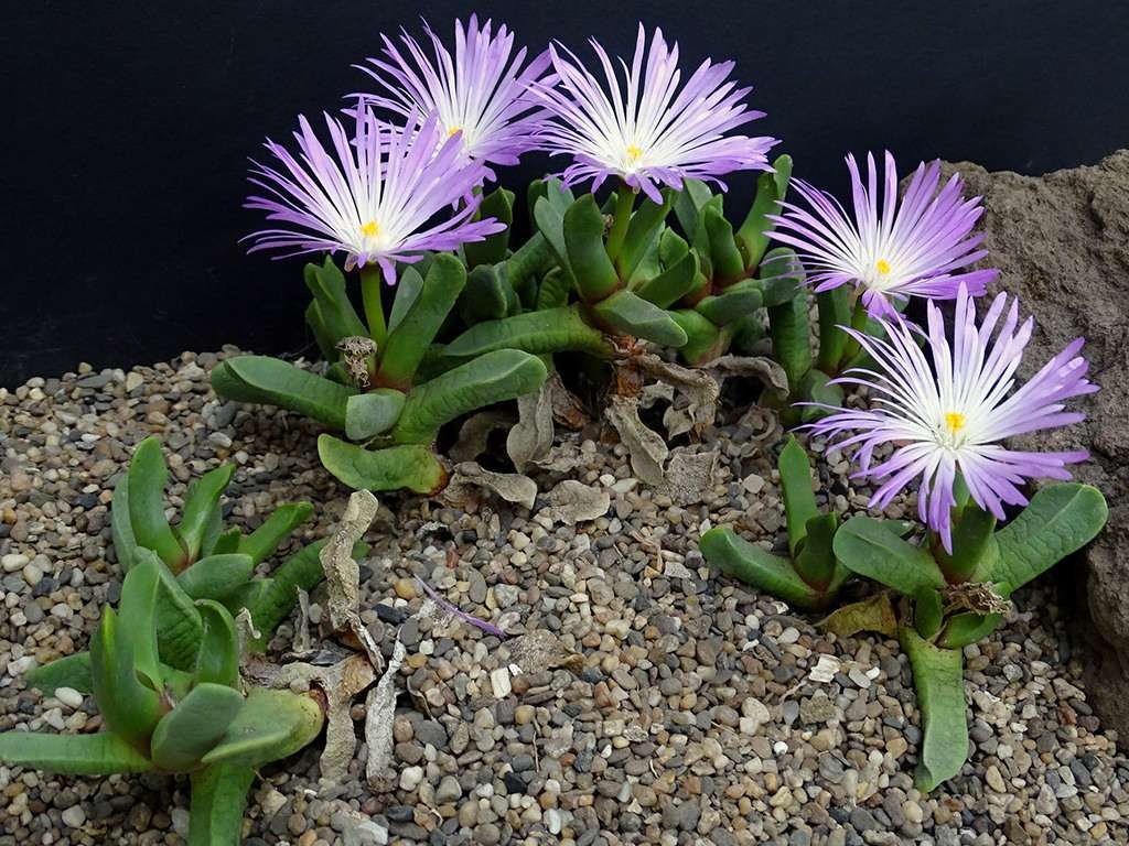 Cerochlamys pachyphylla macizo en flor