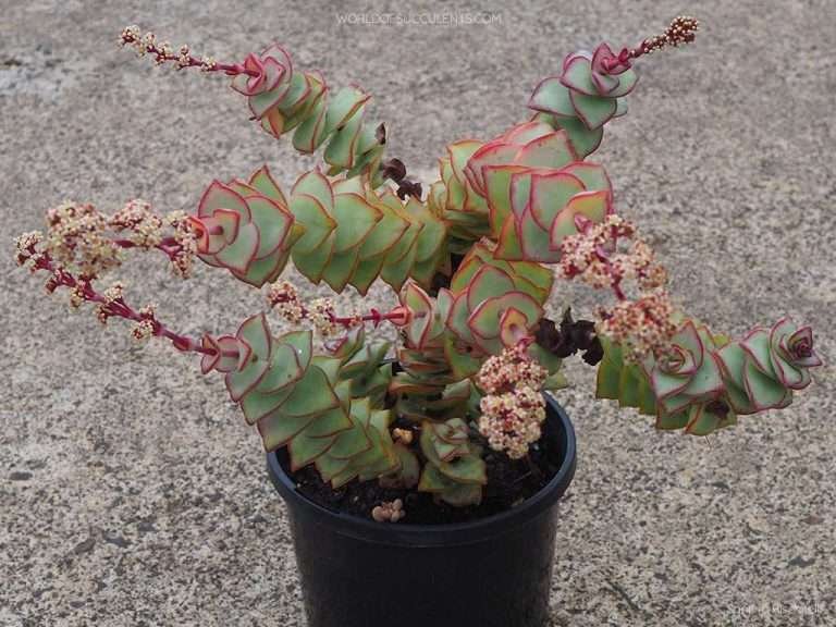Crassula perforata 'Forma gigante' en flor