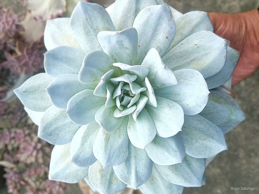 Echeveria 'Exótica'