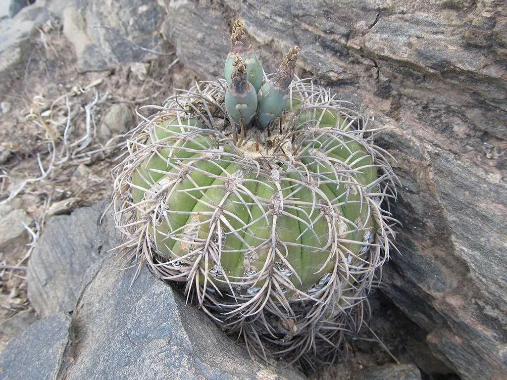 Frutos de Gymnocalycium spegazzinii
