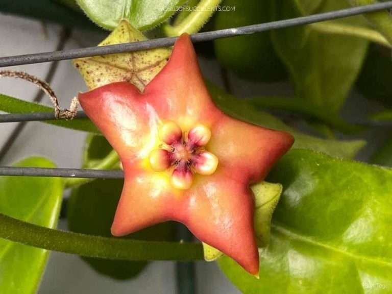 Hoya affinis también conocida como Eriostemma afín