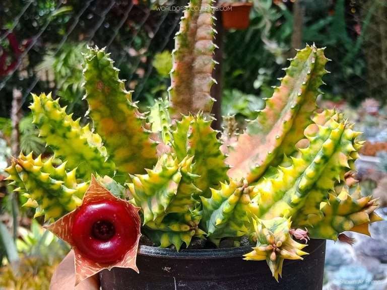 Huernia cebrina 'Variegata'
