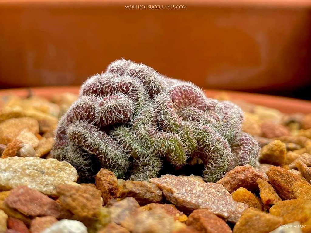 Compresa Mammillaria 'Yokan'