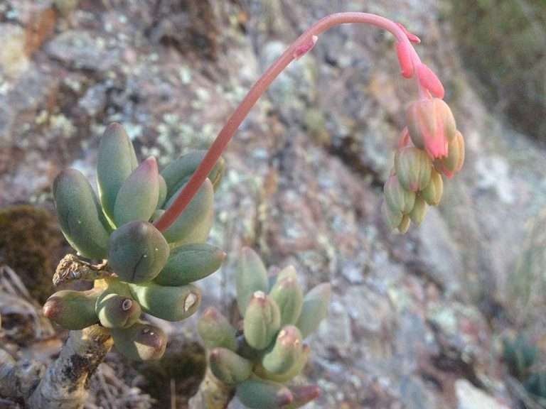 Inflorescencia de Pachyphytum hookeri