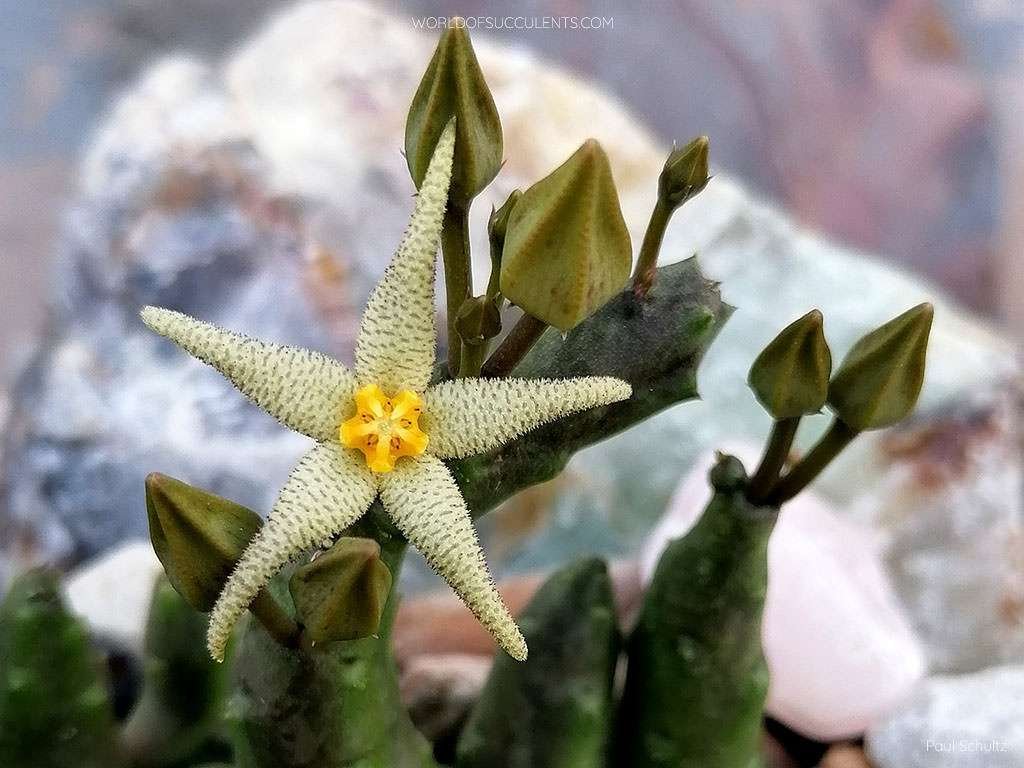 Piaranto con cuernos