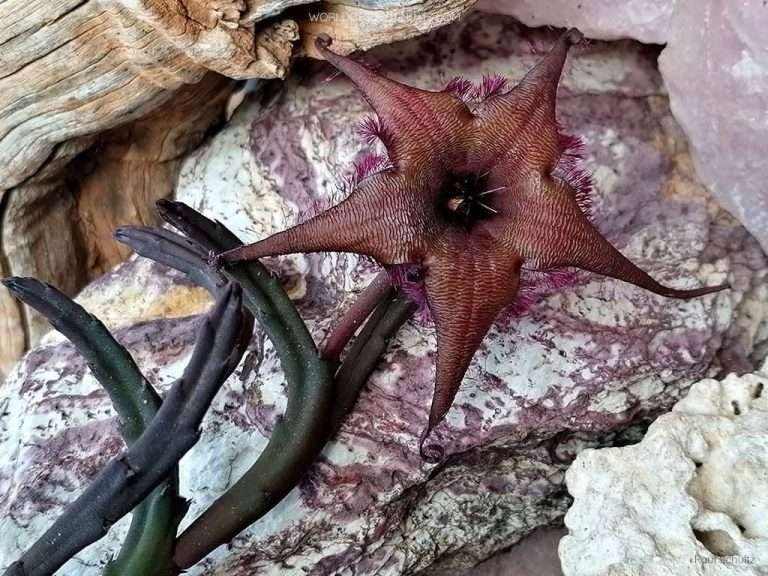Stapelia schinzii var.  angolensis alias Ceropegia schinzii var.  angolensis
