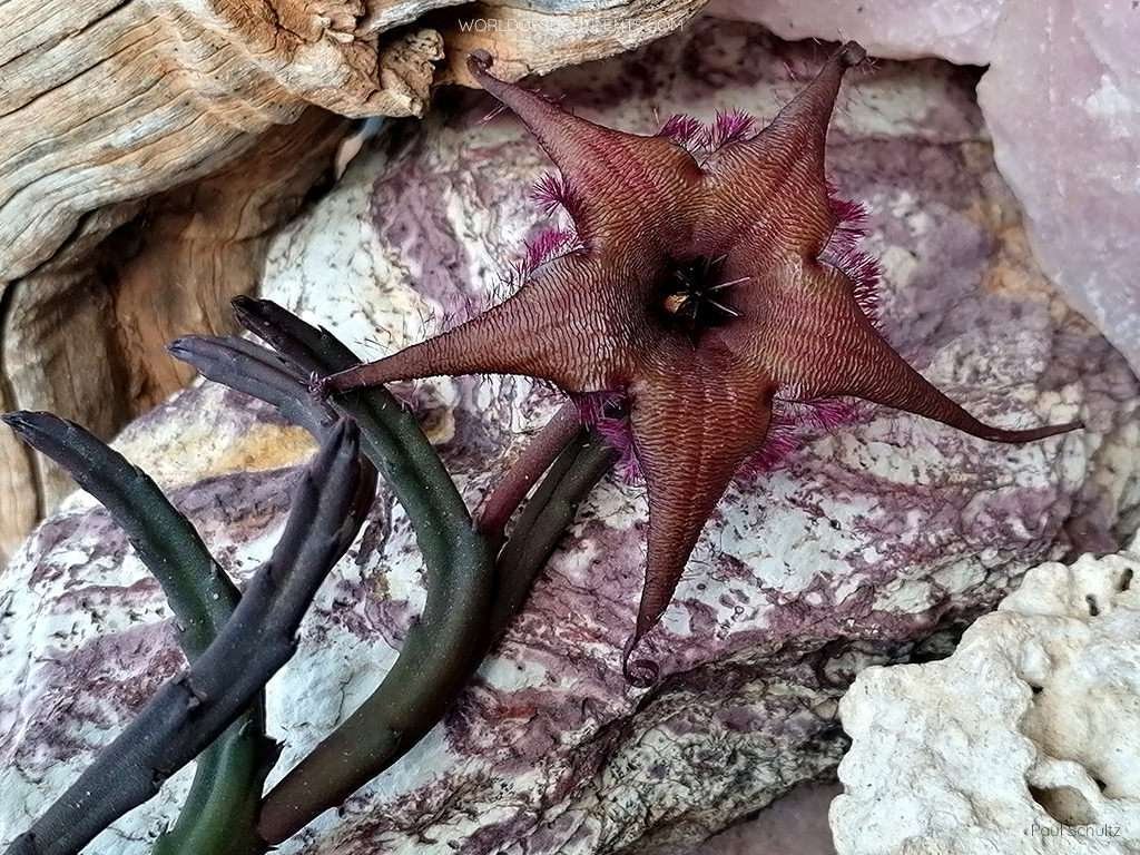 Stapelia schinzii var.  angolensis alias Ceropegia schinzii var.  angolensis