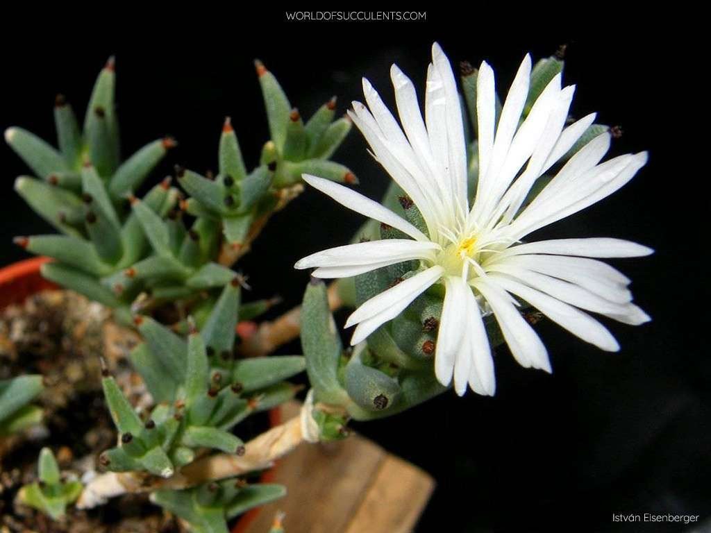 Trichodiadema mirabile, comúnmente conocido como White Vygie