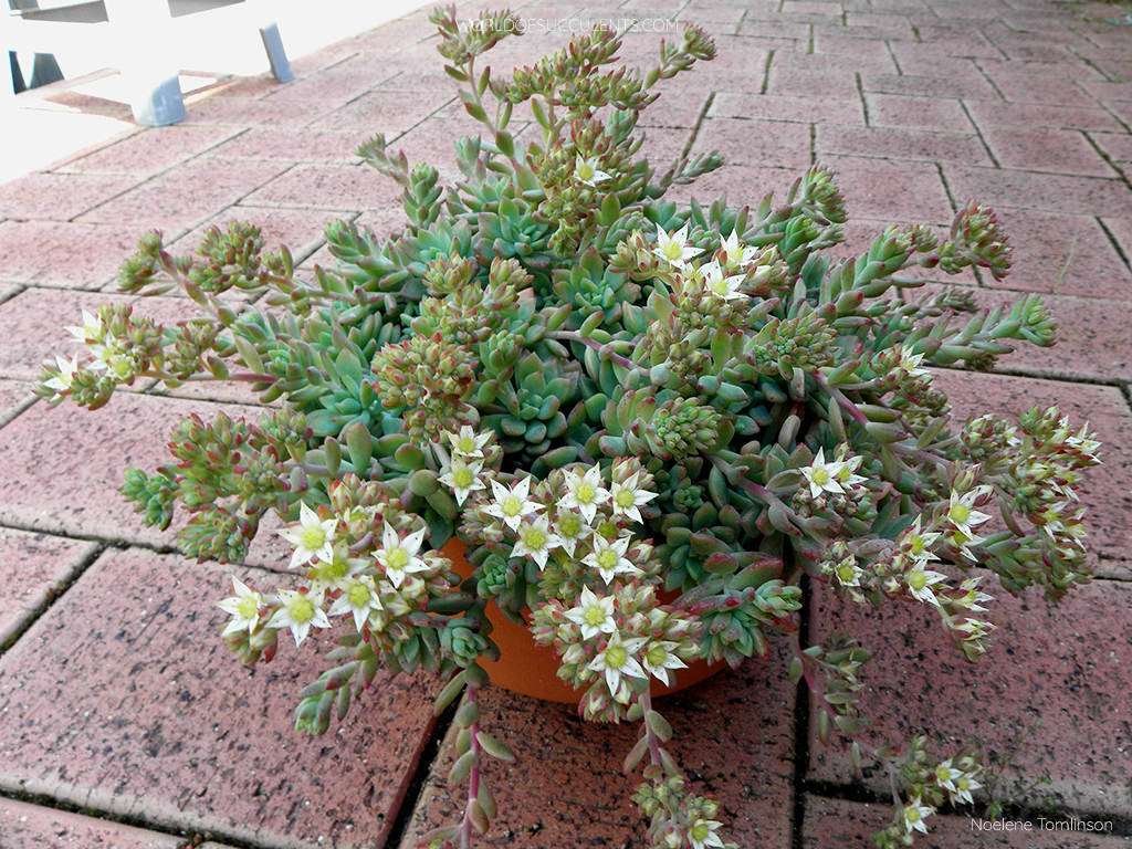 Graptosedum 'Joan Steele'