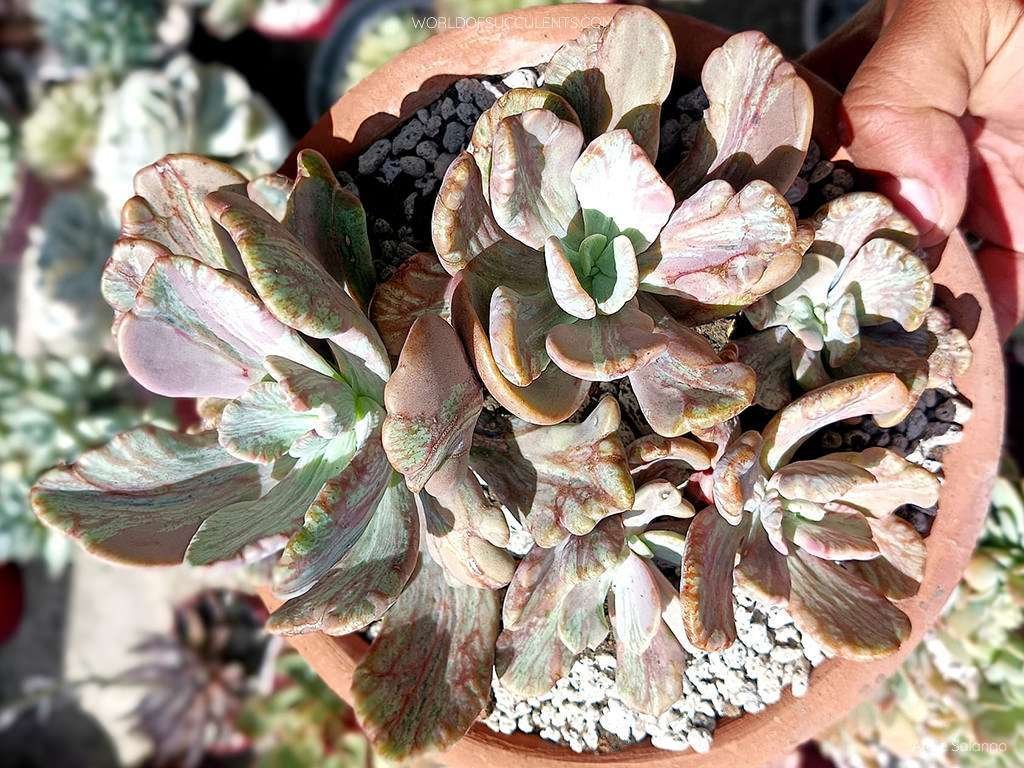Pachyveria 'Jocelyn's Joy' también conocido como Echeveria 'Jocelyn's Joy'
