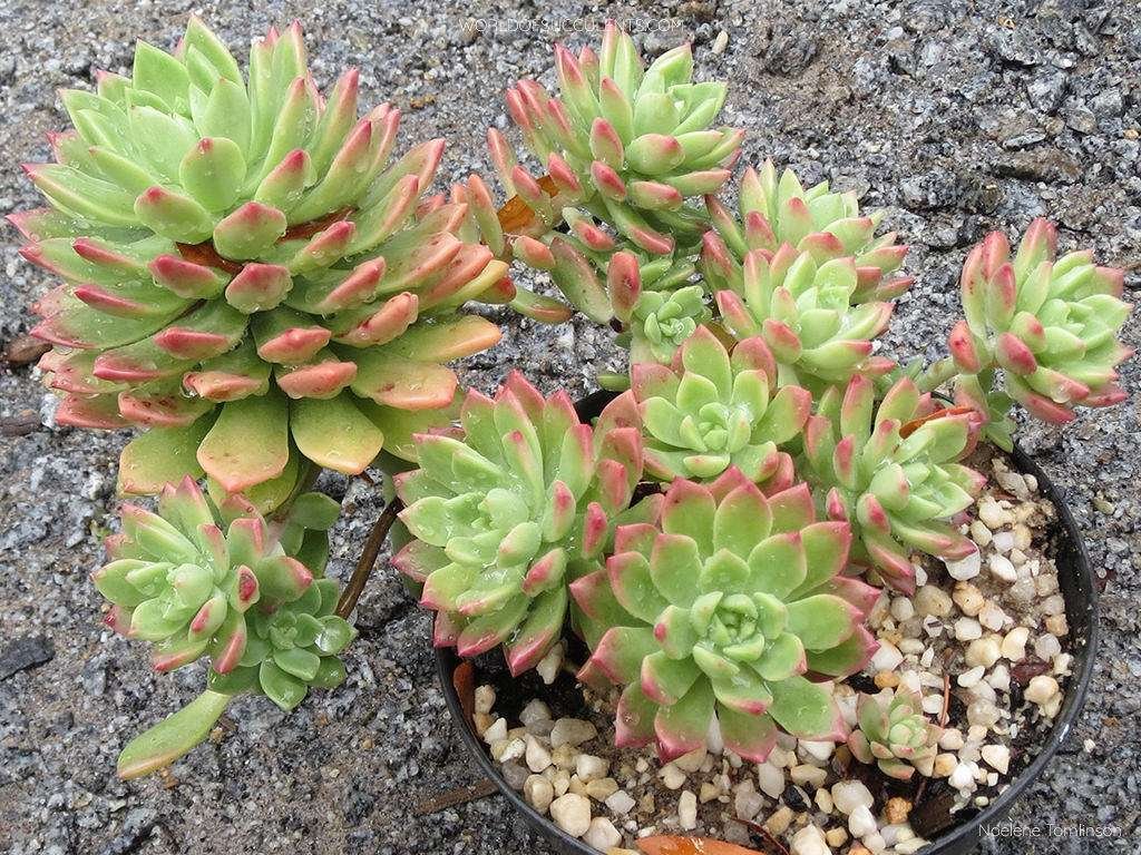 Sedeveria 'Maialen'
