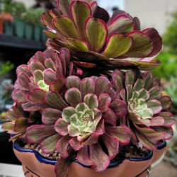 Aeonium 'Ink Painting'