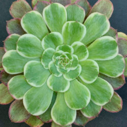Colores de invierno. Aeonium 'Ink Painting'