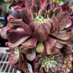 Aeonium 'Ink Painting'