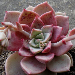 Graptoveria 'Marpin'