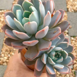Graptoveria 'Marpin'