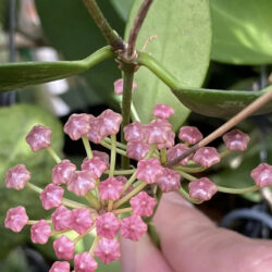Hoya memoria - Plantas-Flores-Cactus hoya memoria