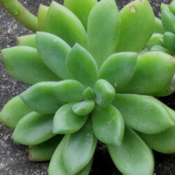 Cremnopetalum 'Sueños de albaricoque'