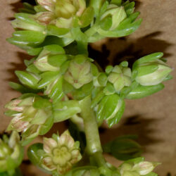 Flores de Cremnopetalum 'Apricot Dreams'