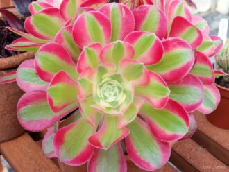 Aeonium 'Bruja Rosa'