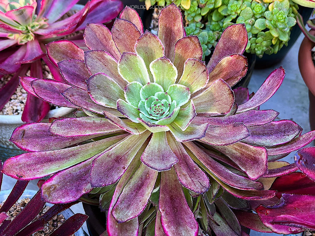 Colores de primavera. Aeonium 'Ink Painting'