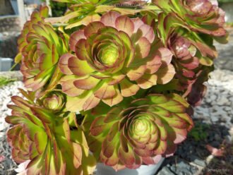 Aeonium Madeira Rose también conocido como Aeonium Halloween