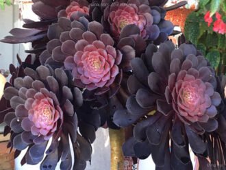 Aeonium 'Corto Negro'