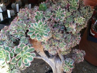 Aeonium 'Sunburst Cristatum'