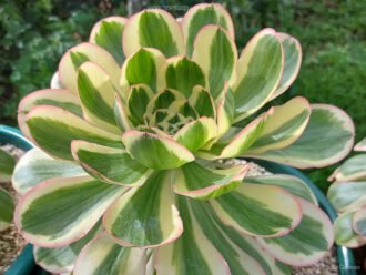 Aeonio 'Zeus'