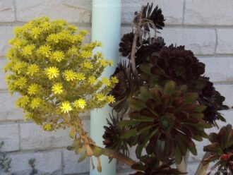 Aeonium arboreum 'Atropurpureum' (Rosa Púrpura)