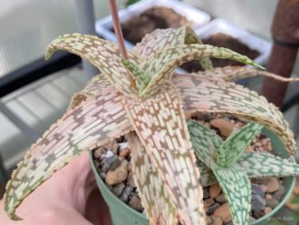 Aloe 'Silver Star' también conocido como Aloe 'Guido'