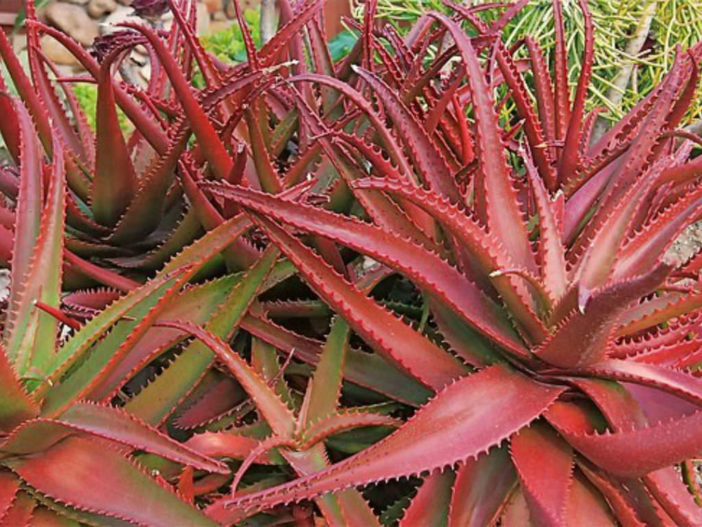 Aloe cameronii - Aloe rojo
