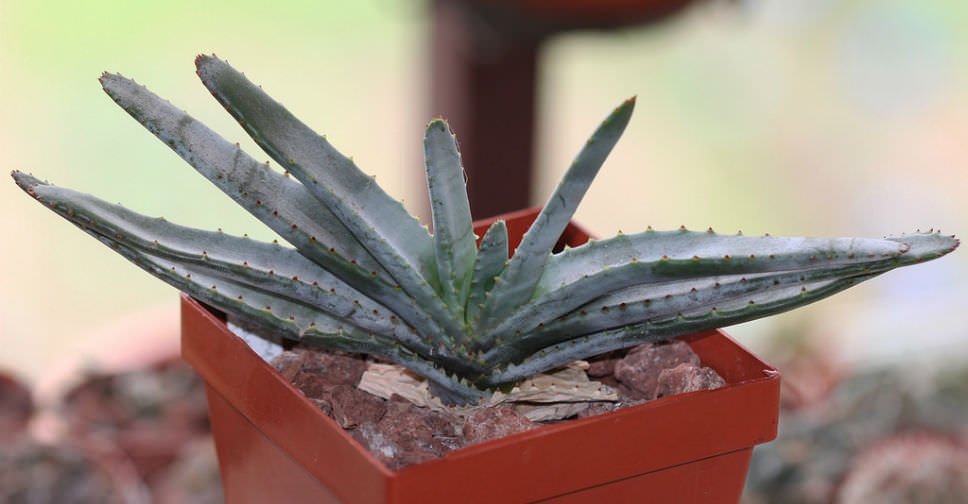 Aloe compresa var.  schistophila - El mundo de las suculentas
