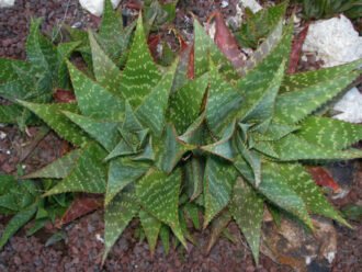 Aloe maculata (Jabón de Aloe)