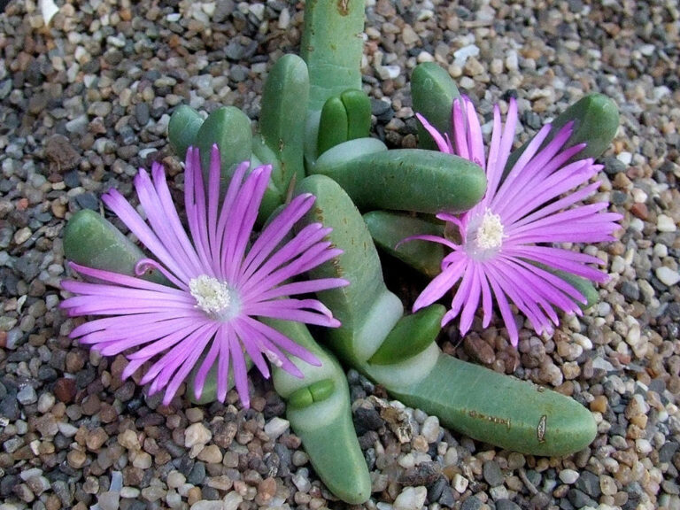 Antegibbaeum fissoides en flor