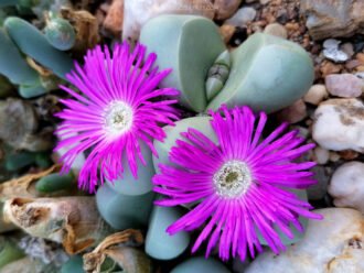 Argyroderma delaetii, comúnmente conocido como Baby's Bottom. Flores y capullos.