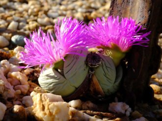 Argyroderma pearsonii