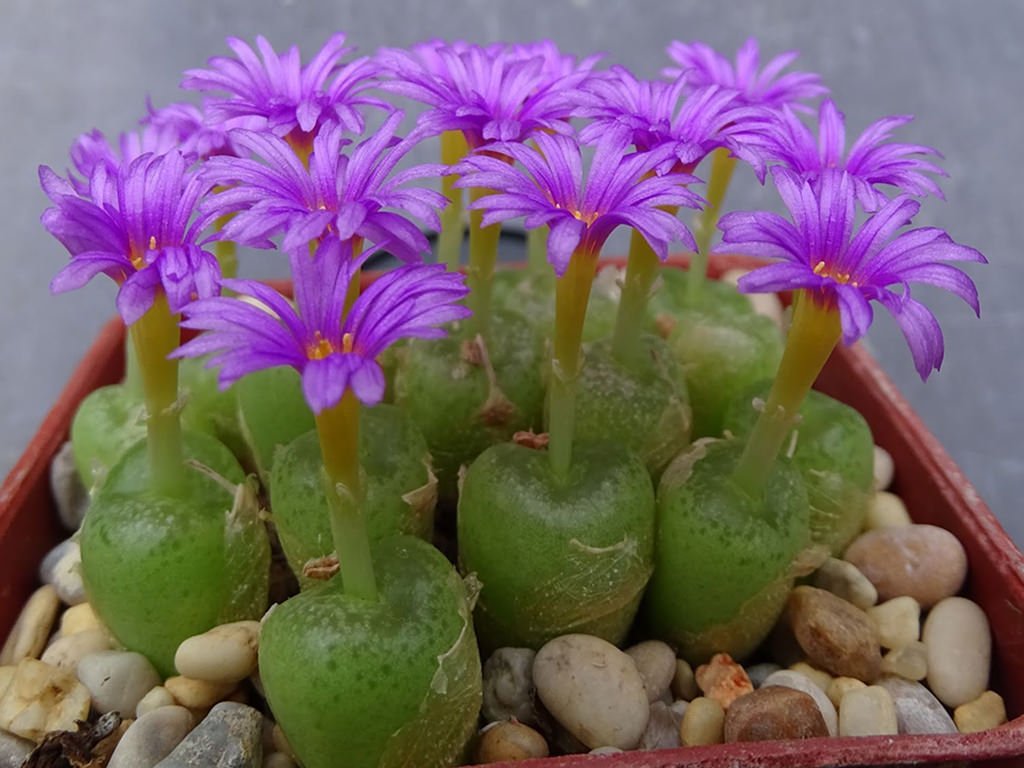 hermario de conophytum