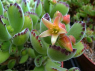 Cotiledón tomentosa (pata de oso)