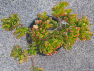 Crassula ovata 'Gollum', comúnmente conocida como Gollum Jade.  Vista superior de una planta en maceta.