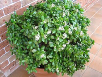 Crassula ovata (planta de jade)