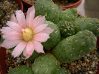 Una flor de color rosa pálido de Cumulopuntia subterranea también conocida como Puna subterranea o Maihueniopsis subterranea