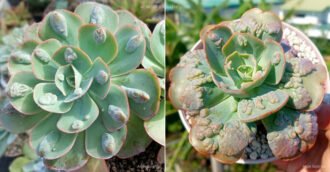Echeveria 'New Heights'
